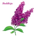 Vector branch with outline pink Buddleja or butterfly bush flower bunch and ornate leaf isolated on white background. Royalty Free Stock Photo