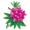 Vector branch with outline pink Rhododendron or Alpine rose flower isolated on white background. Bunch with evergreen alpenrose.