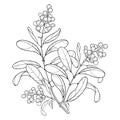 Vector branch with outline poisonous plant Privet or Ligustrum. Fruit bunch, berry and ornate leaf in black isolated on white. Royalty Free Stock Photo