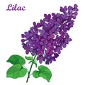 Vector branch with outline purple Lilac or Syringa flower bunch and ornate green leaves isolated on white background.