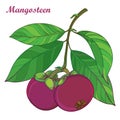 Vector branch with outline Purple Mangosteen or Garcinia mangosteen fruit and leaf isolated on white background. Exotic fruit.