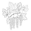 Vector branch with outline Red currant berry and leaves in black isolated on white background. Floral elements with redcurrant.