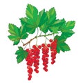 Vector branch with outline Red currant. Bunch, ripe red berry and green leaves isolated on white background. Royalty Free Stock Photo