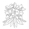 Vector branch with outline Rhododendron or Alpine rose flower