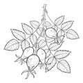 Vector branch with outline Rosehip or Dog rose, medicinal herb. Bunch with hips and leaves isolated on white background.