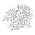 Vector branch with outline Rowan or Rowanberry, leaves and berry isolated on white. Illustration with autumn berry. Royalty Free Stock Photo