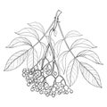 Vector branch with outline Sambucus nigra or black elder or elderberry, bunch, berry and leaves isolated on white background. Royalty Free Stock Photo