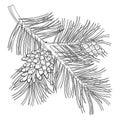 Vector branch of outline Scots pine or Pinus sylvestris tree. Bunch, pine and cones in black isolated on white background.