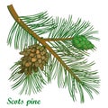 Vector branch of outline Scots pine or Pinus sylvestris tree. Bunch, pine and cones isolated on white background. Coniferous tree