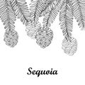 Vector branch with outline Sequoia or California redwood isolated on white background. Bunch of conifer tree with pine and cones. Royalty Free Stock Photo