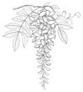 Vector branch of outline Wisteria or Wistaria flower bunch, bud and leaf in black isolated on white background. Royalty Free Stock Photo