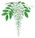 Vector branch of outline Wisteria or Wistaria flower bunch in pastel white, bud and ornate green leaf isolated on white. Royalty Free Stock Photo