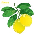 Vector branch with outline yellow Lemon fruit and ornate green leaves isolated on white background. Citrus tropical plant.
