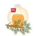 Vector branch of sea buckthorn or sandthorn and bottle with sea buckthorn oil isolated on white.