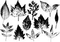 Vector branches and leaves.Hand drawn floral elements. Vintage monochrome botanical illustration.Stamp of black leaves Royalty Free Stock Photo