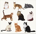 Vector Breed cats in different poses. Cartoon highly detailed pets.