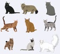 Vector breed cats icons set.