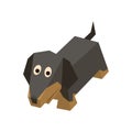 Vector breed isometric badger-dog