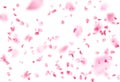 Vector bright cherry petals fall down. Royalty Free Stock Photo