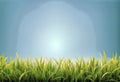 Vector bright green realistic seamless grass border isolated on transparent background stock illustration Royalty Free Stock Photo