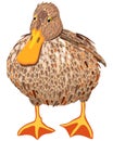 Vector isolated illustration of grey duck. Bright cute drawing.