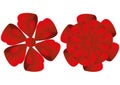Vector of bright red flowers of gift full bloom.