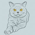 Vector British shorthair blue cat lies and looks