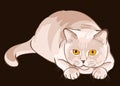 vector British shorthair lilac cat sits in ambush Royalty Free Stock Photo