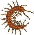 Vector Brown Poisonous Scolopendra