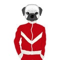 Vector brutal french bulldog in sport suit.