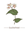 Vector buckwheat icon. Colored wild flower illustration.