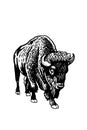 Vector buffalo isolated on white, black figure graphical illustration