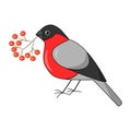 Vector bullfinch on white background