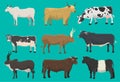 Vector bulls and cows farm animal cattle mammal nature beef agriculture and domestic rural bovine horned cartoon buffalo Royalty Free Stock Photo