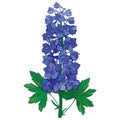 Vector bunch with ornamental blue Delphinium or Larkspur. Stem with flowers and green leaves isolated on white background.