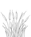 Vector bunch of outline Bulrush or reed or cattail with leaves in black isolated on white background. Swamp grass plant Bulrush. Royalty Free Stock Photo