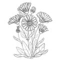 Vector bunch with outline Calendula officinalis or pot marigold, bud, leaf and flower in black isolated on white background.