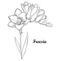 Vector bunch with outline Freesia flower, bud and ornate leaf in black isolated on white background. Perennial fragrant plant.