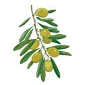 Vector bunch with outline green Olive, unripe fruits and leaves isolated on white background. Olive branch in contour style.