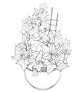 Vector bunch of outline Ivy or Hedera vines in flower pot. Ornate leaves of Ivy bunch in black isolated on white background.