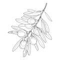 Vector bunch with outline Olive, fruit and leaves in black isolated on white background. Olive branch in contour style.