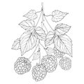 Vector bunch with outline Raspberry with ripe berry and leaves in black on white background. Elements with raspberry.