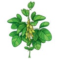 Vector bunch with outline Soybean or Soy bean plant with ripe pods and ornate green leaf isolated on white background.