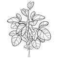 Vector bunch with outline Soybean or Soy bean with pods and ornate leaf in black isolated on white background. Legume plant bush.