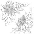 Vector bunch with outline tropical Passiflora or Passion flower. Exotic ornate flowers, bud and leaf in black isolated on white.