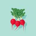 Vector of a bunch of radishes on a blue background