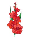 Vector bunch with red Gladiolus or sword lily flower, stem, bud and green leaves isolated on white background. Floral elements.