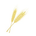 Vector bunch of wheat, rye or barley ears with whole grain and leaves Royalty Free Stock Photo