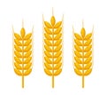 vector bunch of wheat or rye ears Royalty Free Stock Photo