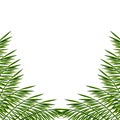 Vector bunner with palm leaves. Summer illustration